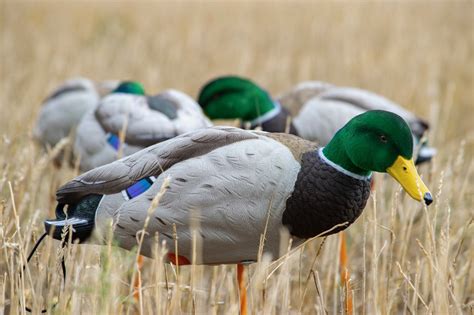 sx full body duck decoys.